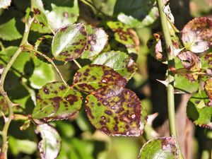 uploads/images/disease/Black spot of rose.jpg